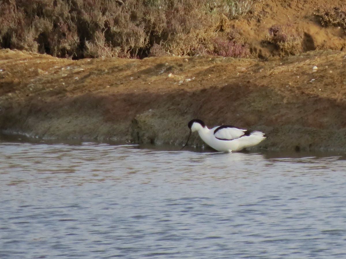 Pied Avocet - Anne Barbour