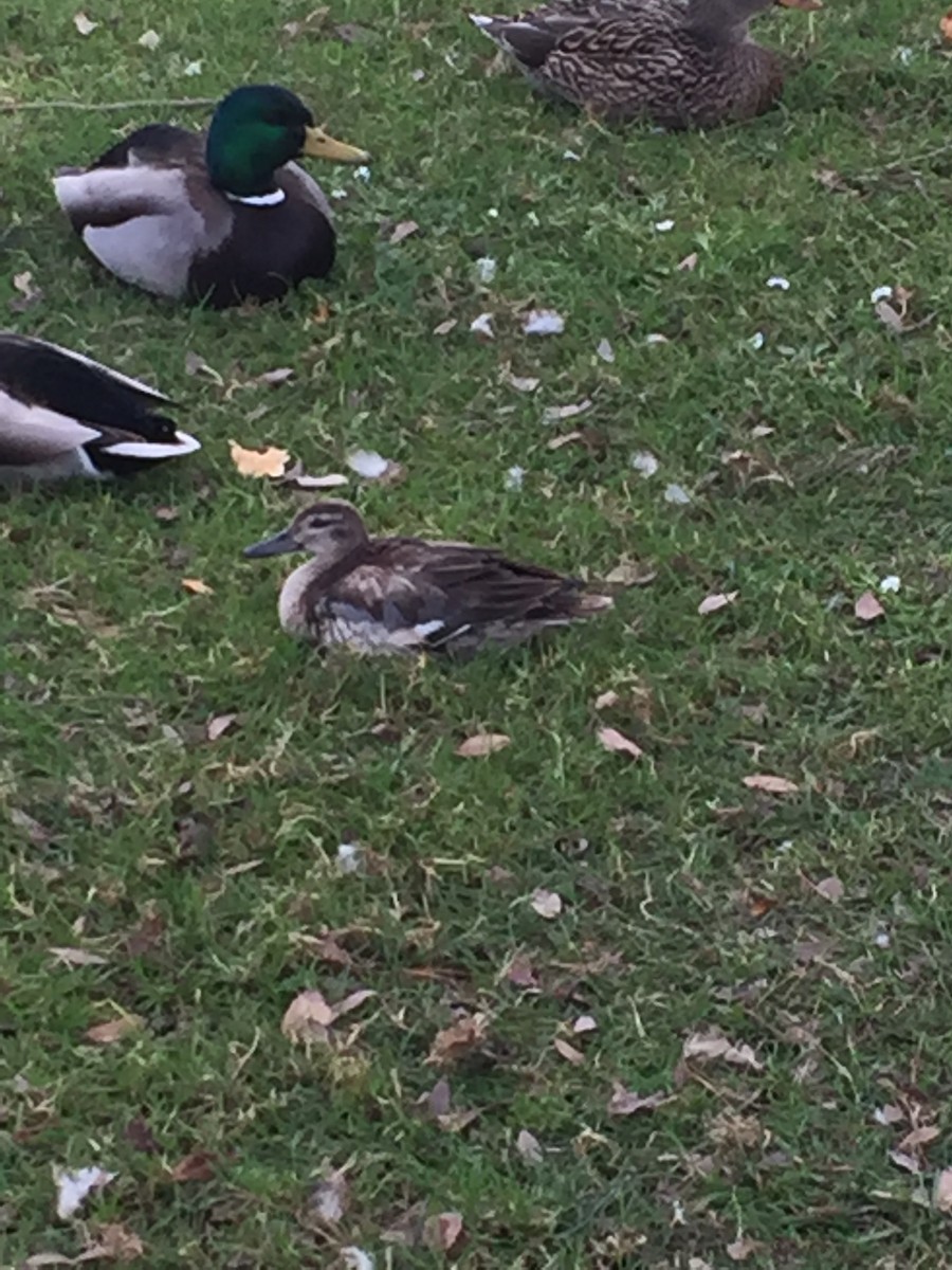 Garganey - Robbie Fischer