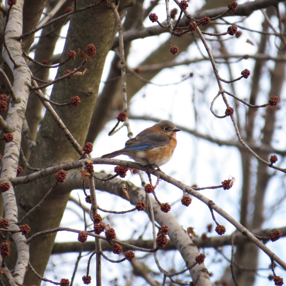 Eastern Bluebird - ML83961391