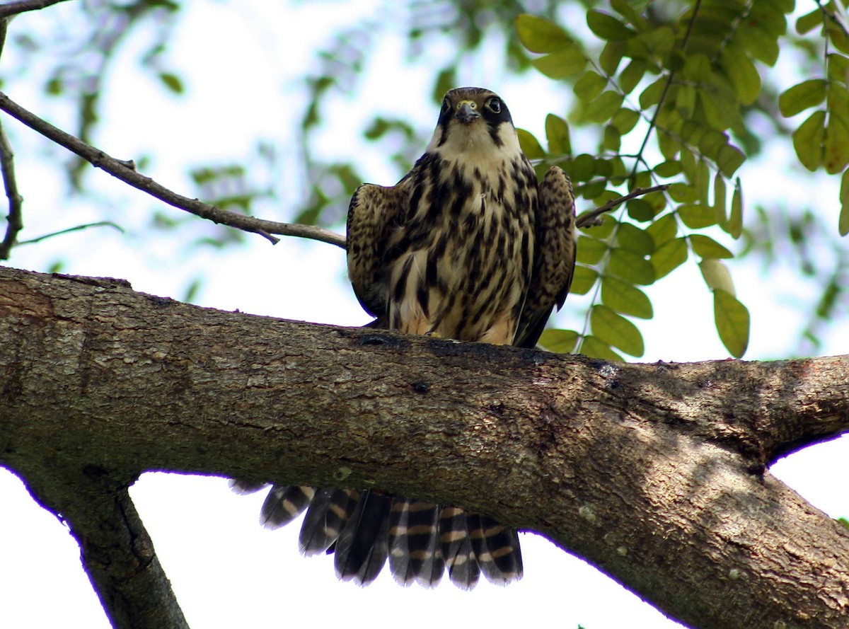 Eurasian Hobby - ML83961621