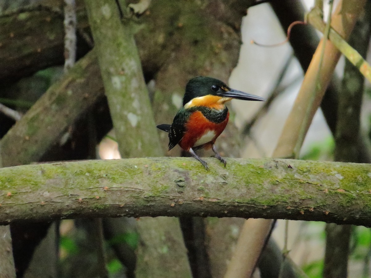 American Pygmy Kingfisher - ML83961801