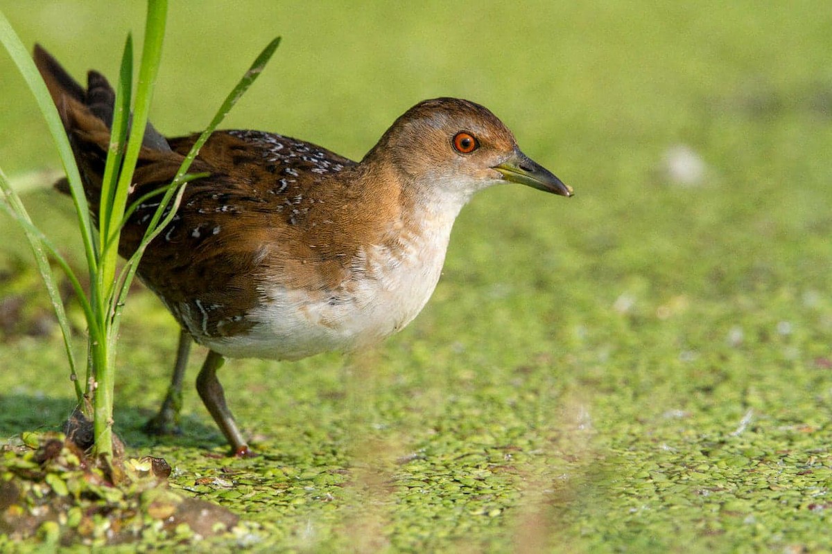 Baillon's Crake - ML83963351