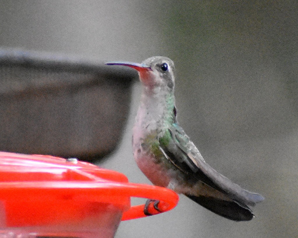 Broad-billed Hummingbird - ML83965591