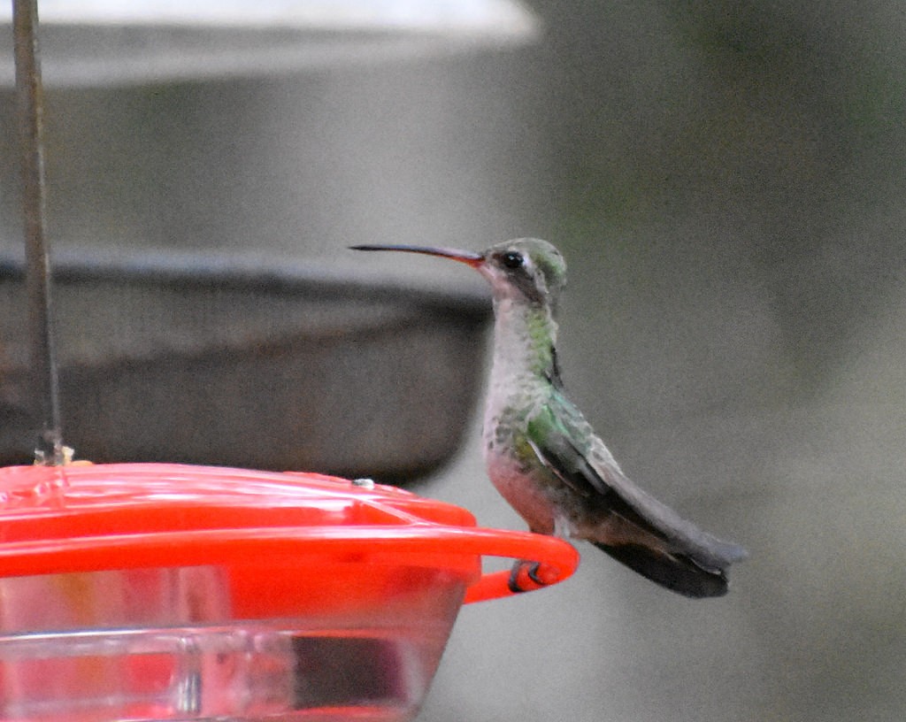 Broad-billed Hummingbird - ML83965601