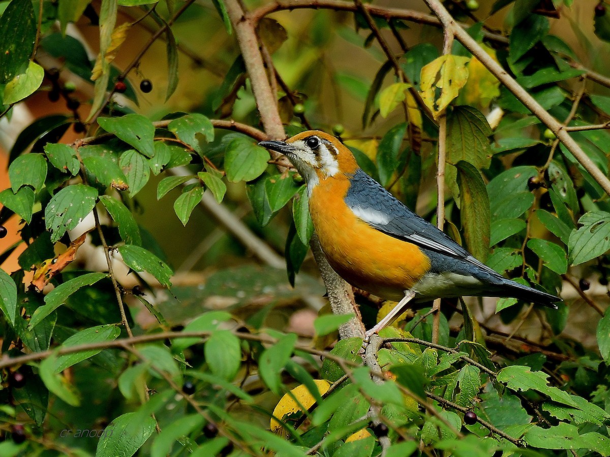 Grive à tête orange - ML83966261