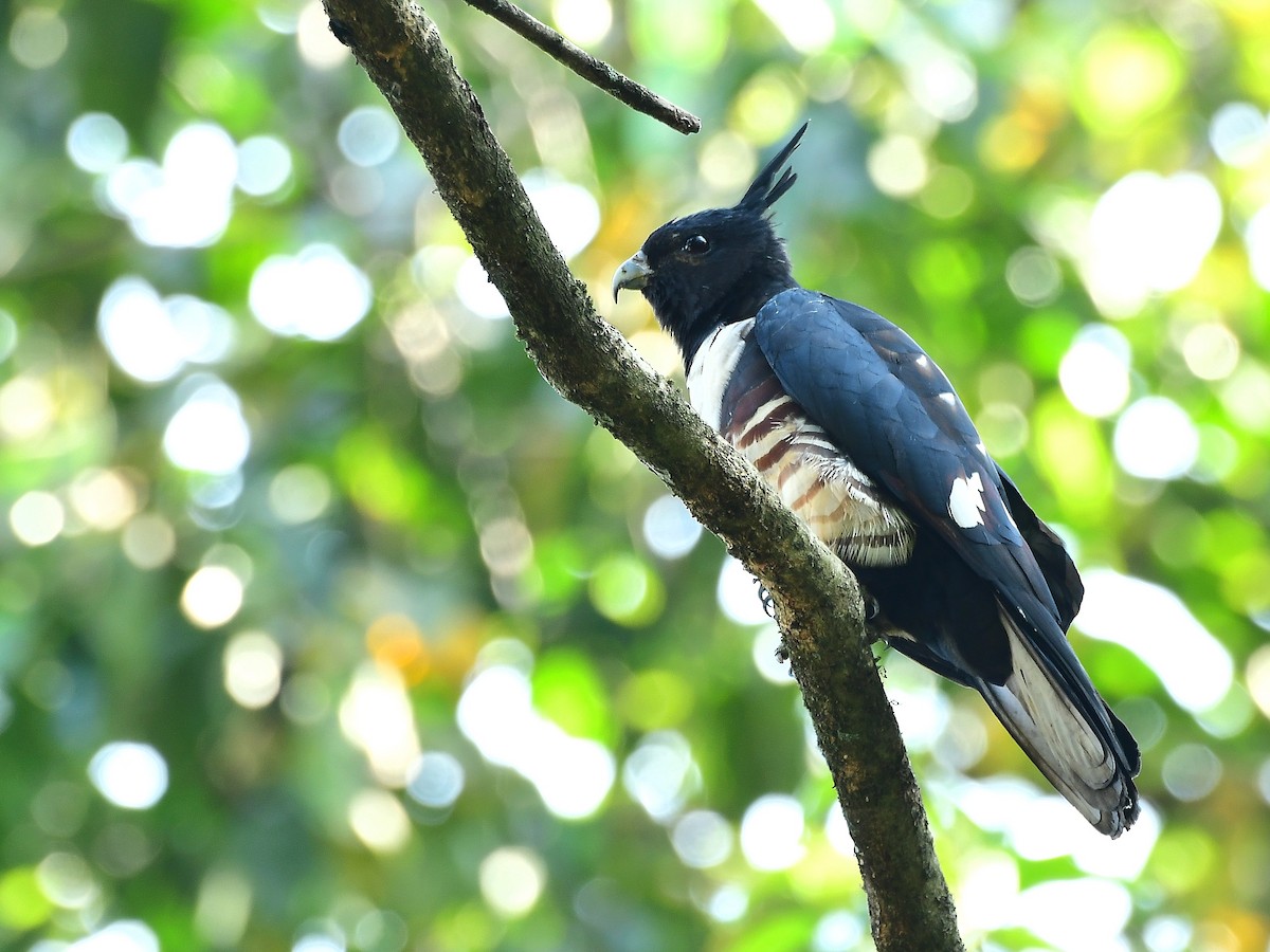 Black Baza - Anoop CR