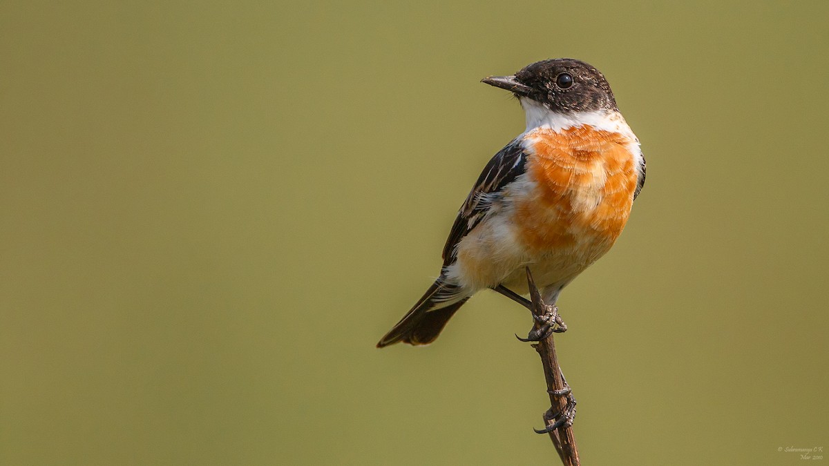 White-throated Bushchat - Subramanya C K