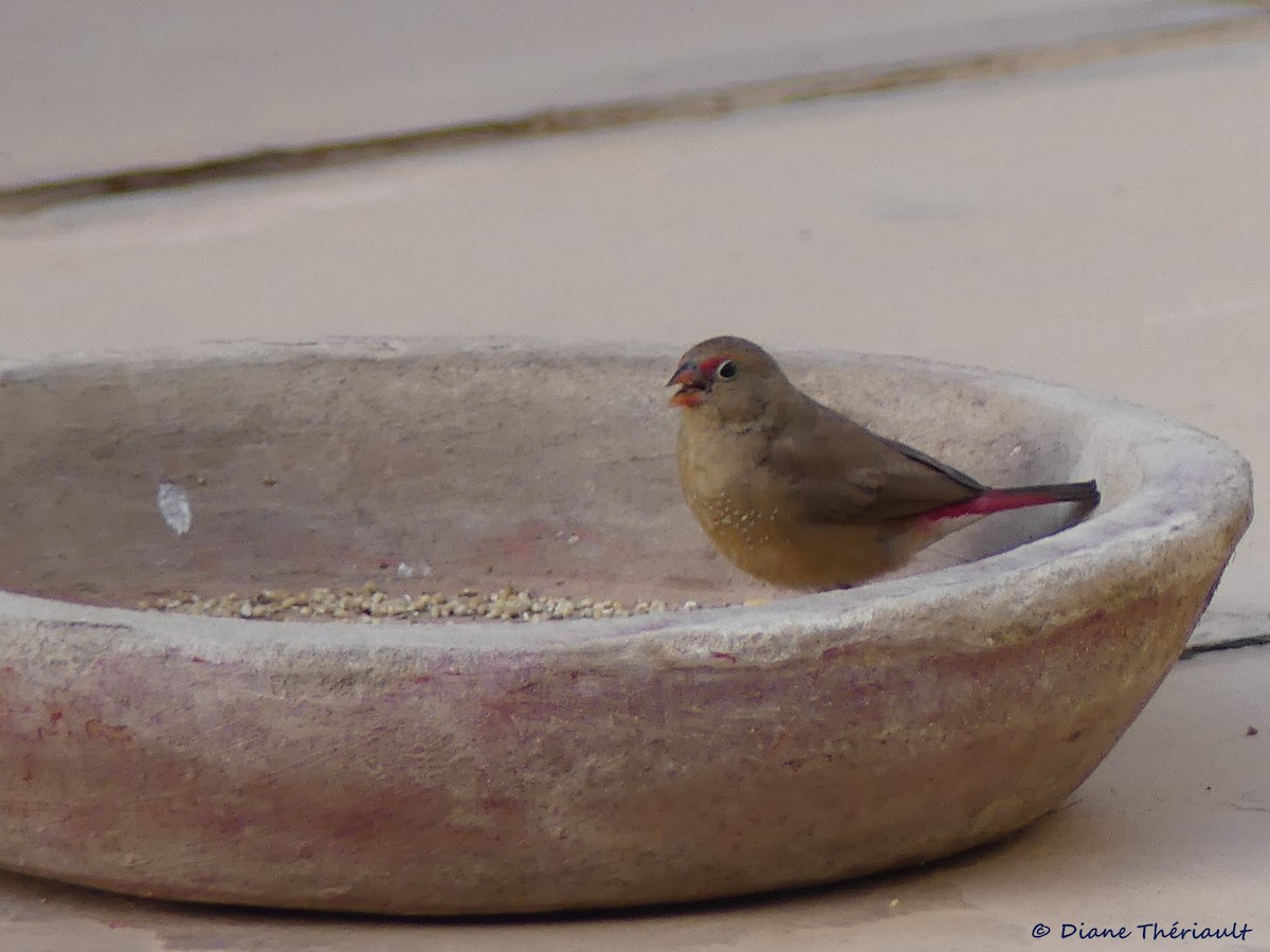 Red-billed Firefinch - ML83966811