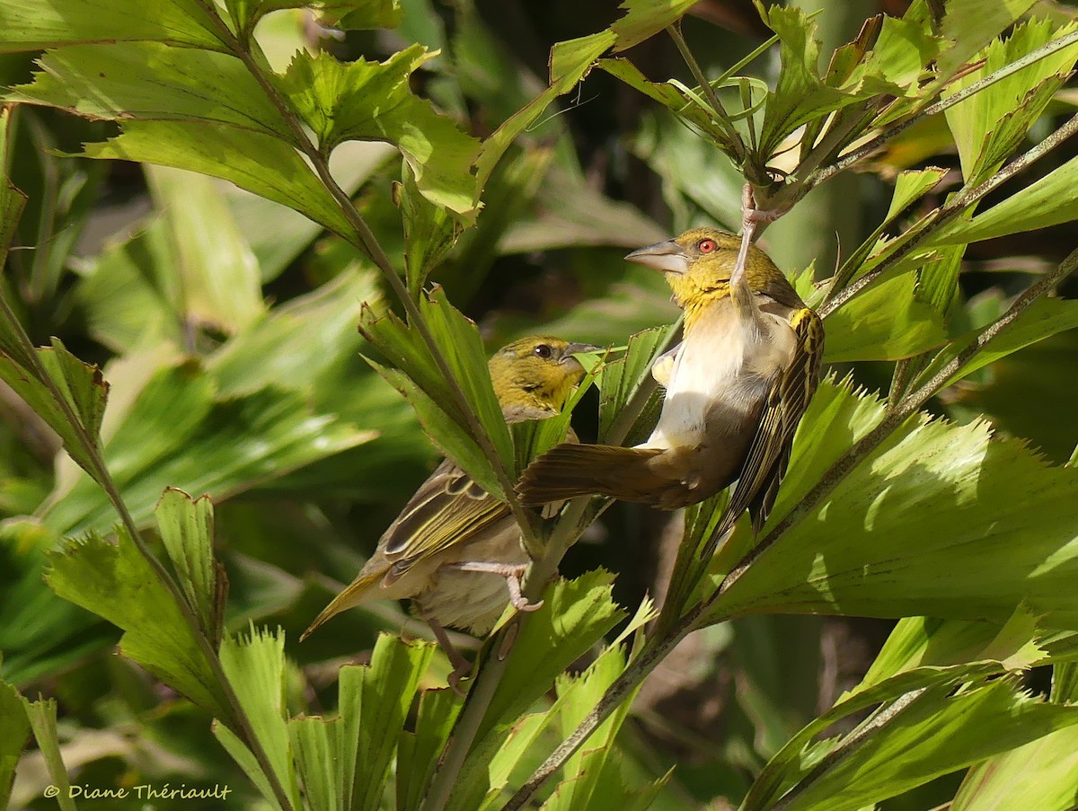 Village Weaver - ML83966981