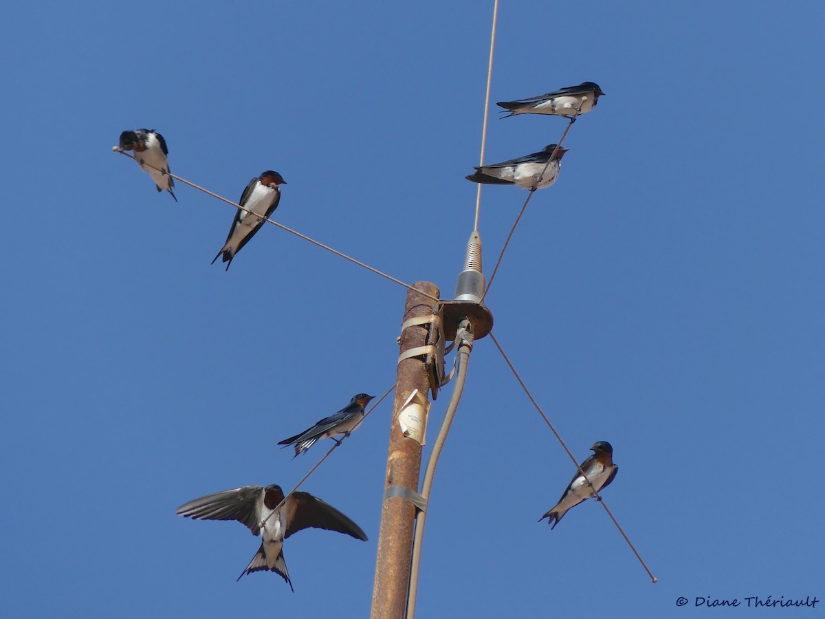 Red-chested Swallow - ML83967131