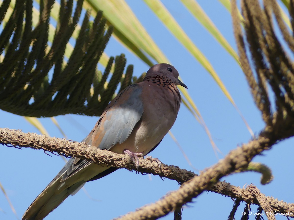 Tórtola Senegalesa - ML83967401