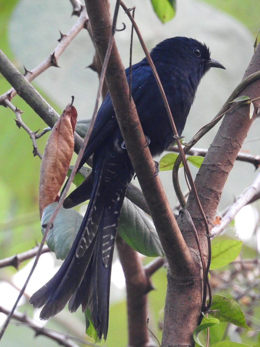 Çatal Kuyruklu Drongo Guguğu - ML83968811