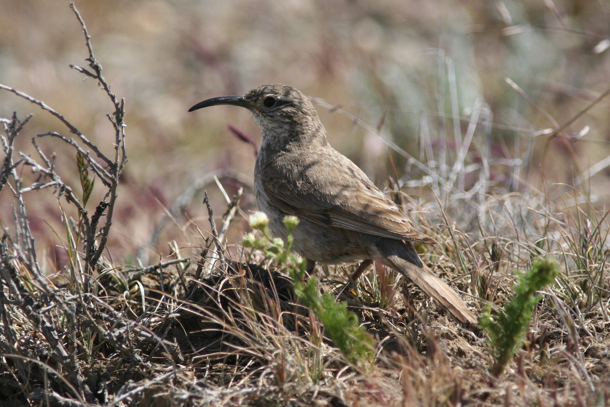 Scale-throated Earthcreeper - ML83969071