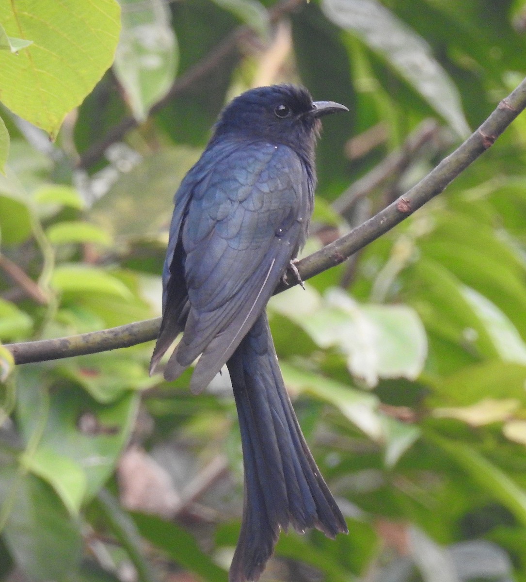 Fork-tailed Drongo-Cuckoo - ML83969081