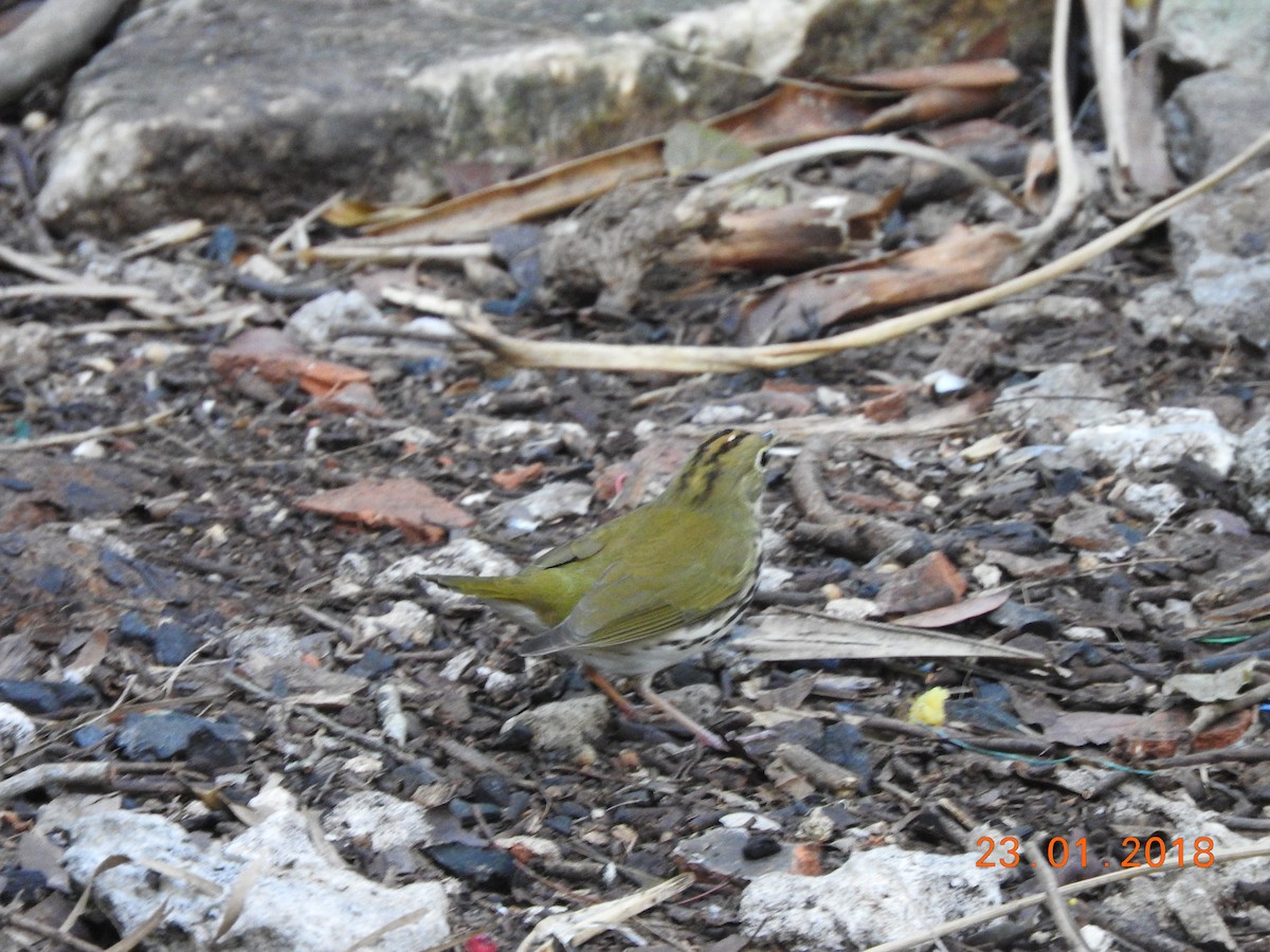 Ovenbird - ML83969171