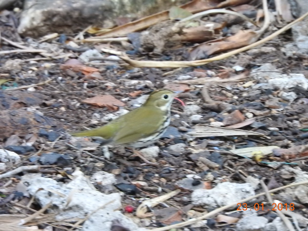 Ovenbird - ML83969241