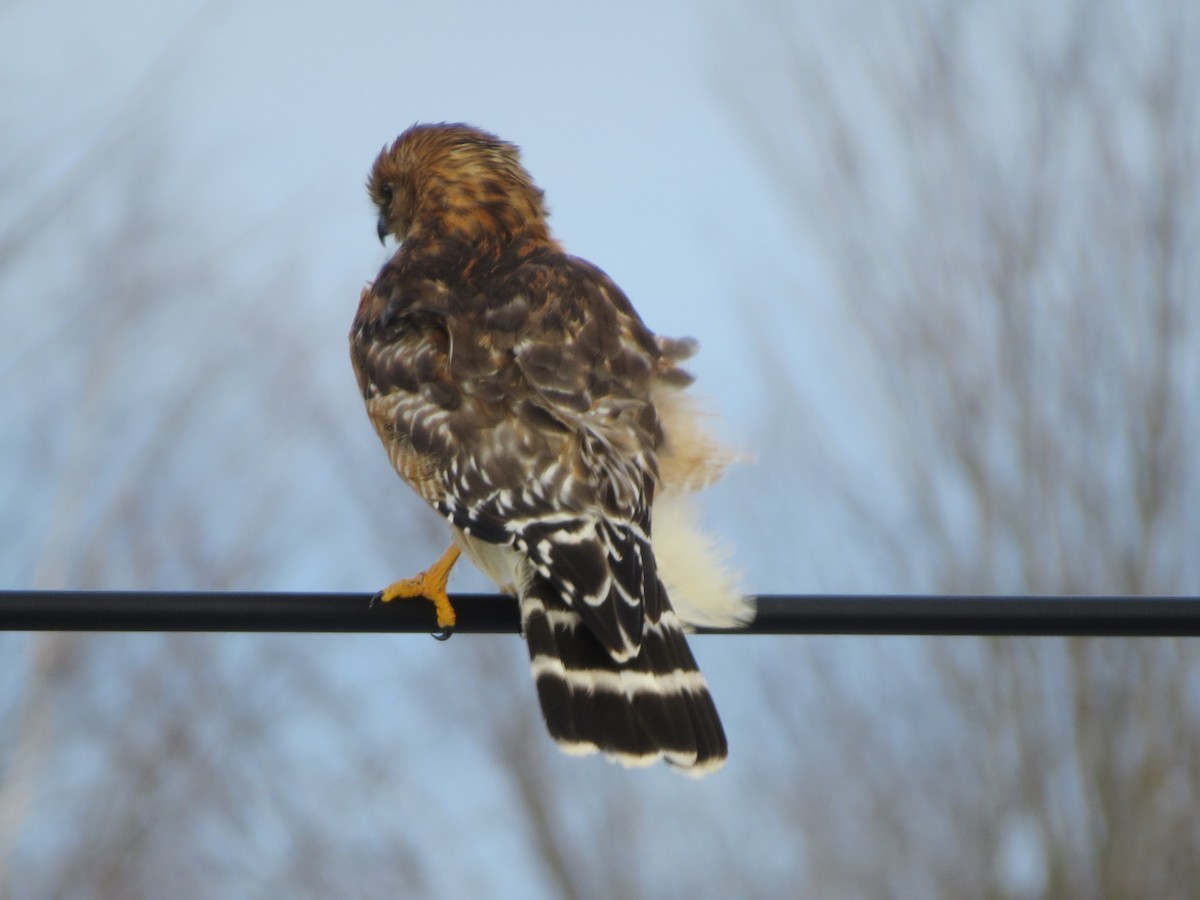 Red-shouldered Hawk - ML83971791