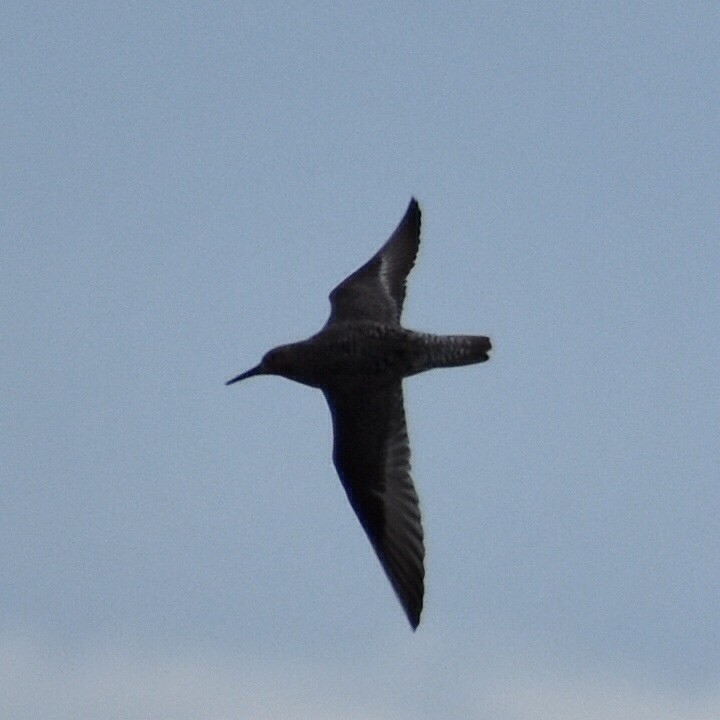 Red Knot - Andrew Rapp