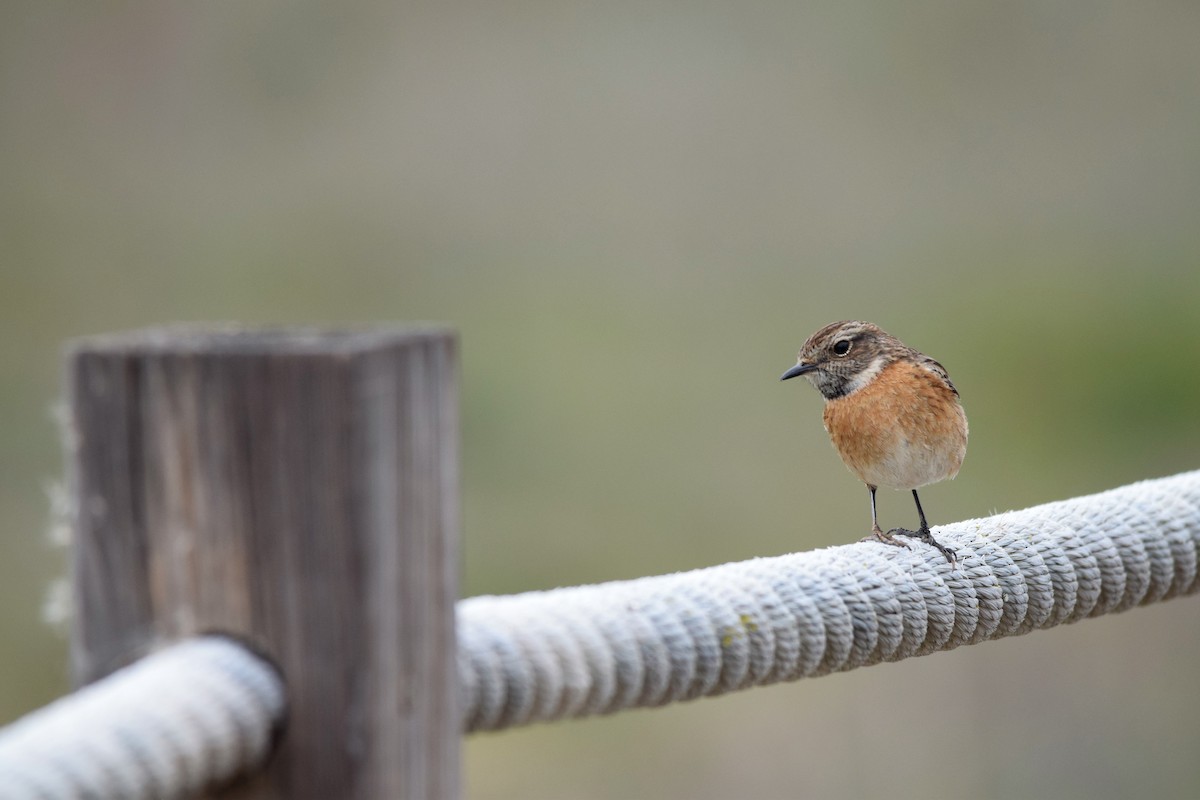 European Stonechat - ML83976201