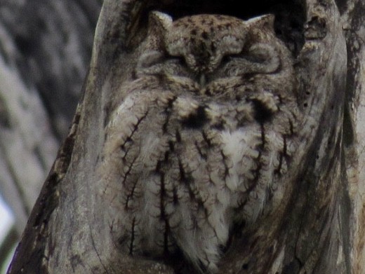 Eastern Screech-Owl - Josh Layfield