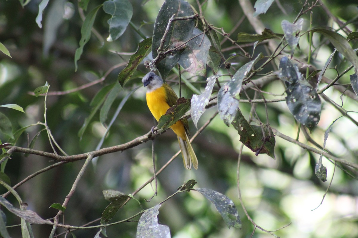 Gray-headed Tanager - Edmundo Cataño