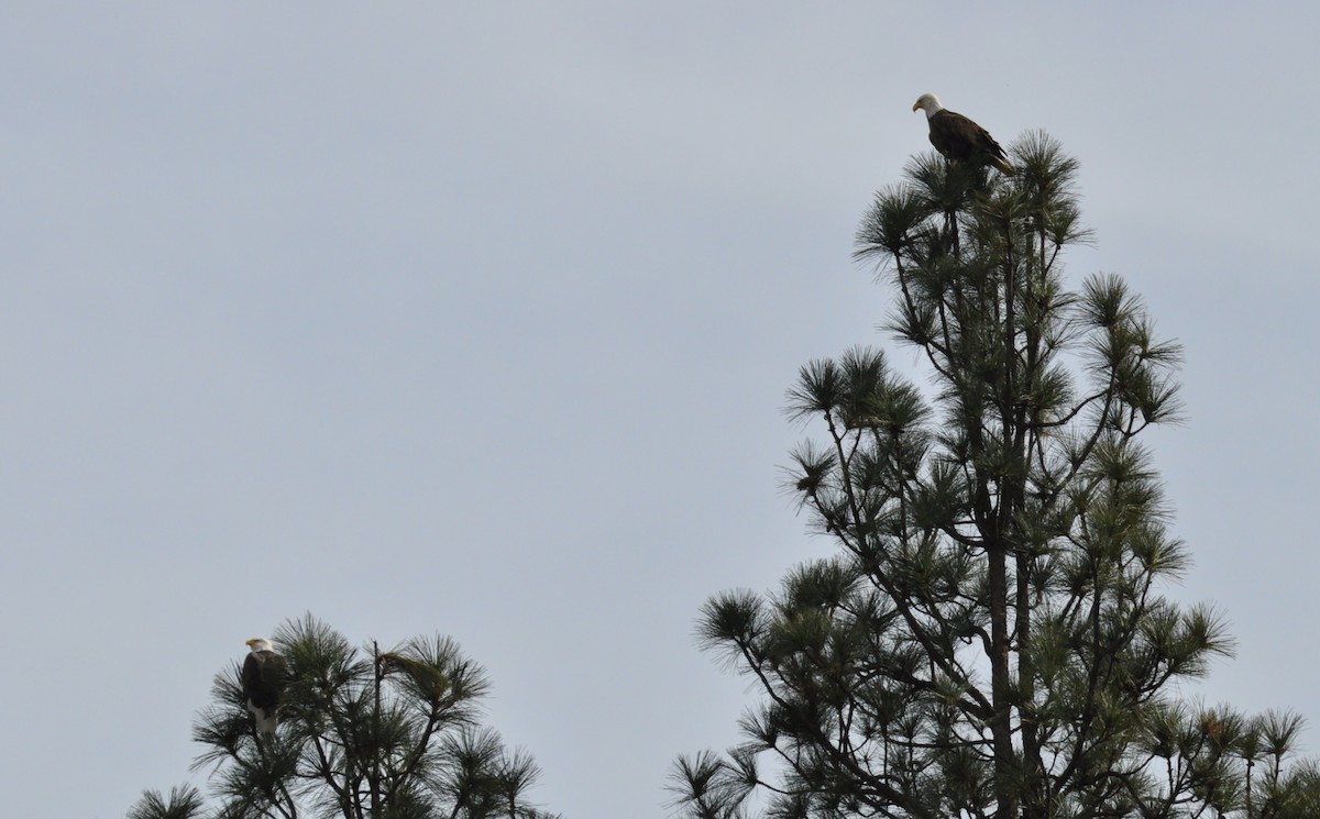 Weißkopf-Seeadler - ML83976811