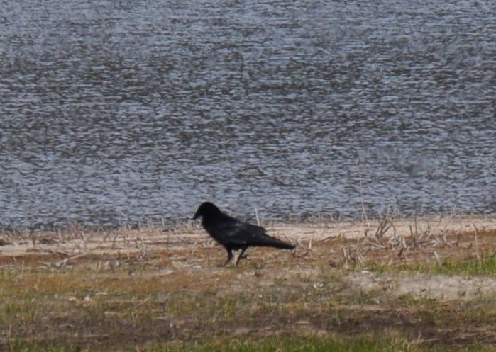 Common Raven - ML83976901