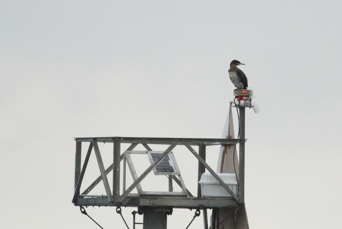 Great Cormorant - ML83977401