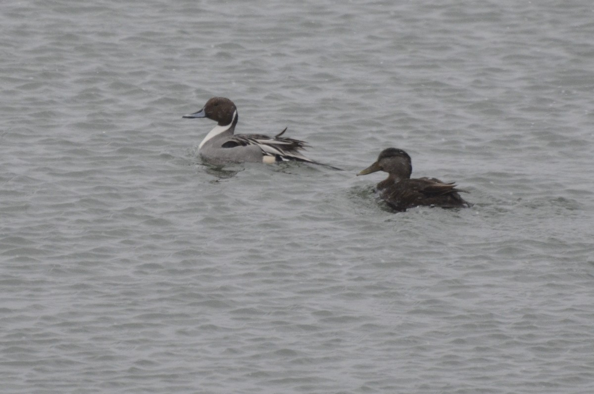 Northern Pintail - Chris Bartlett