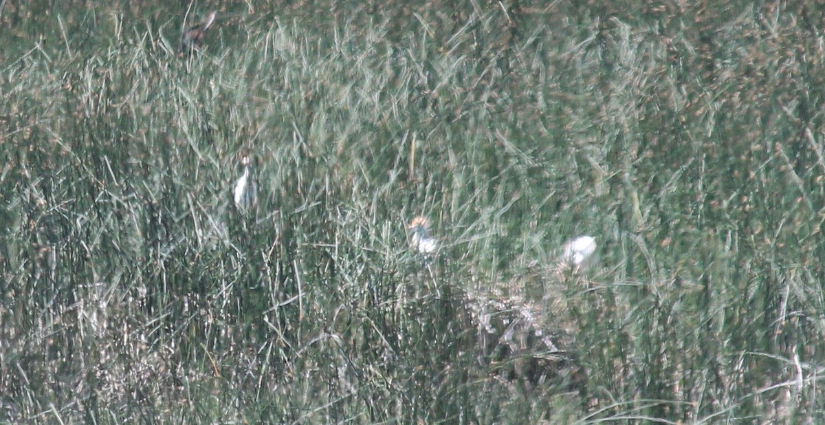 Western Cattle Egret - Donald Jones