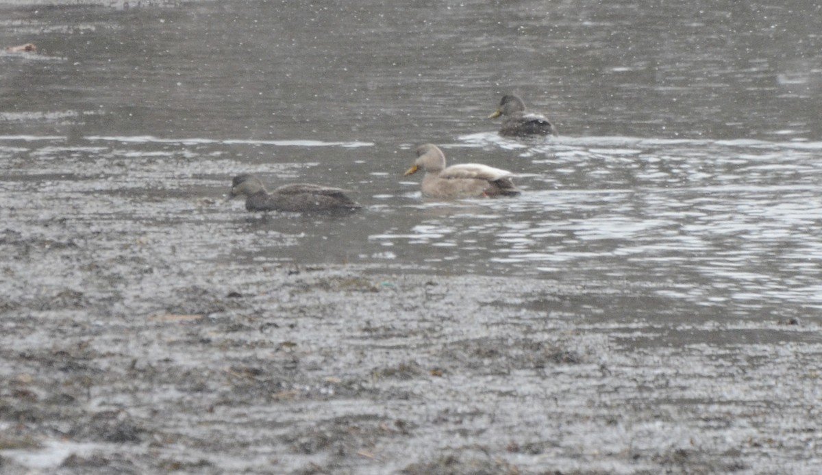 American Black Duck - ML83979311