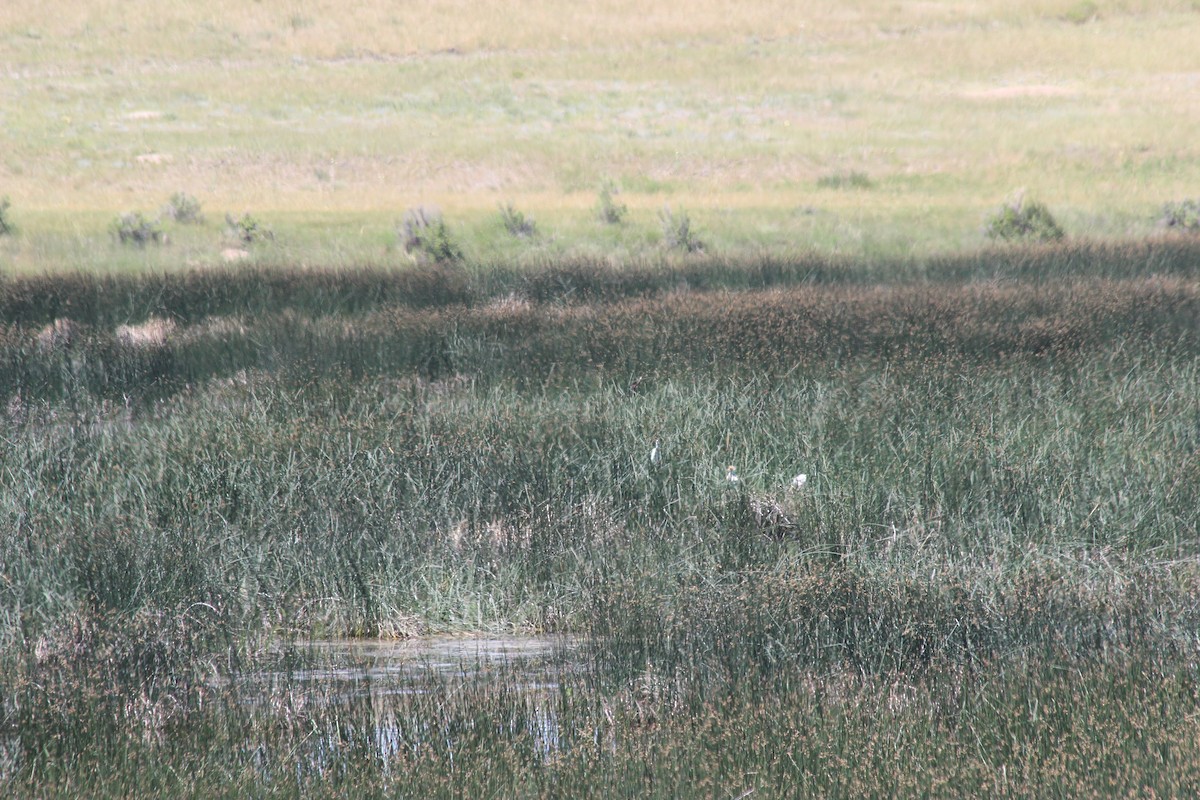 Western Cattle Egret - Donald Jones