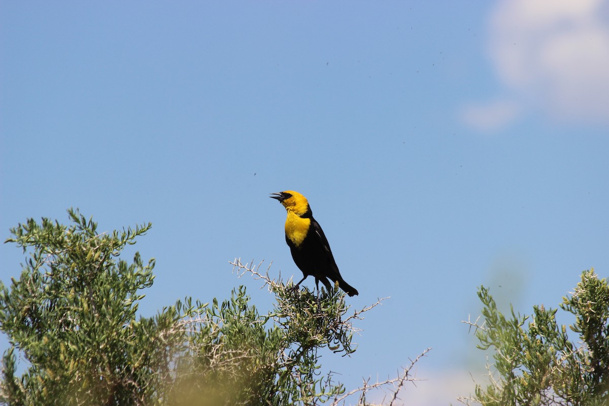 Yellow-headed Blackbird - Donald Jones