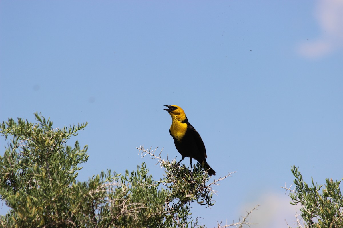 Yellow-headed Blackbird - Donald Jones