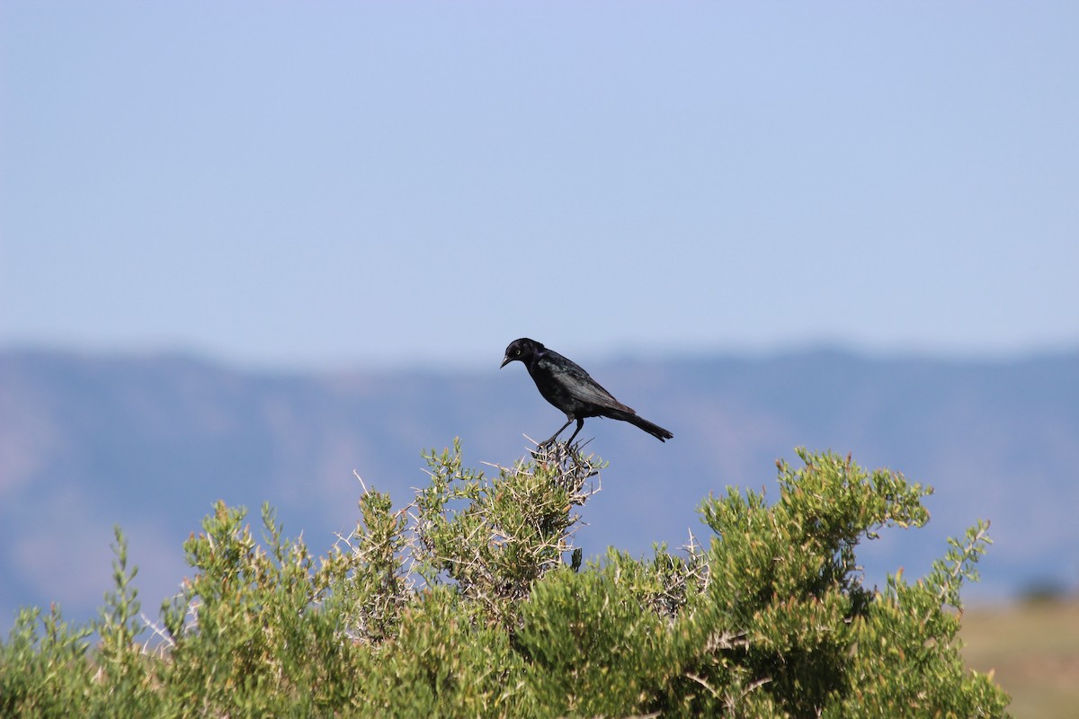 Brewer's Blackbird - ML83980061