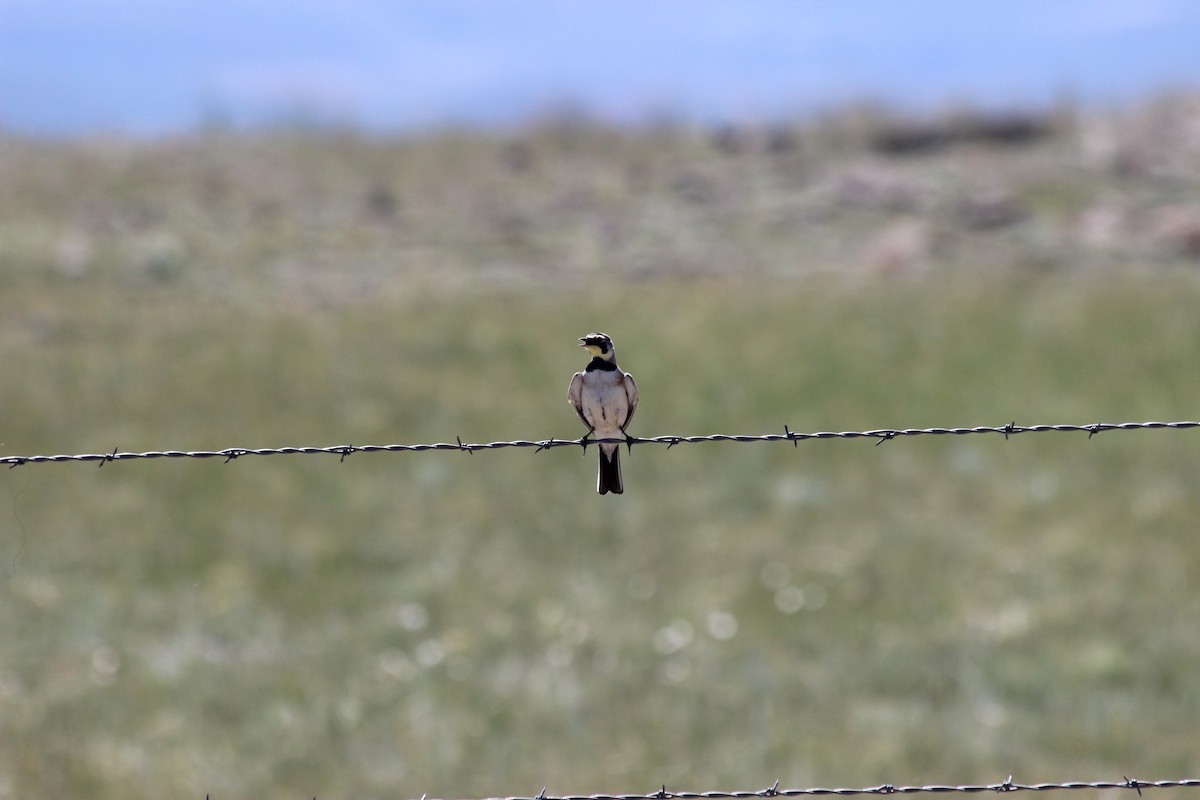 Horned Lark - Donald Jones