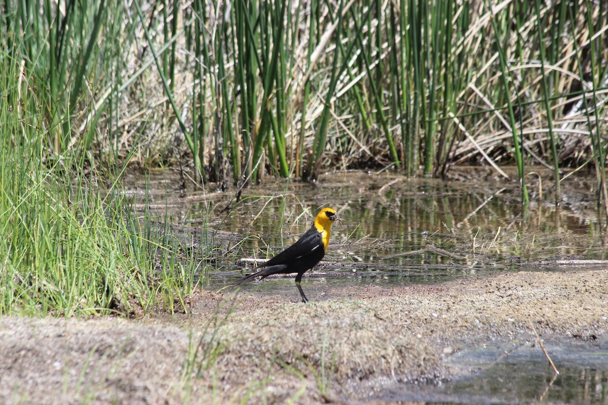 Yellow-headed Blackbird - Donald Jones