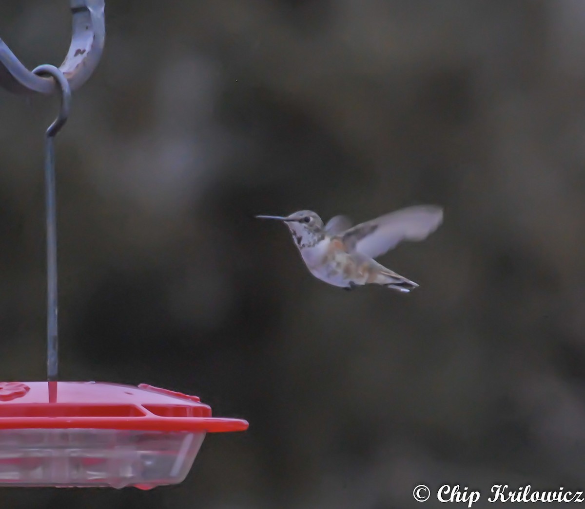 Colibrí Rufo - ML83980251