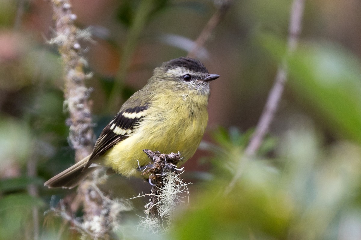 Black-capped Tyrannulet - ML83983331