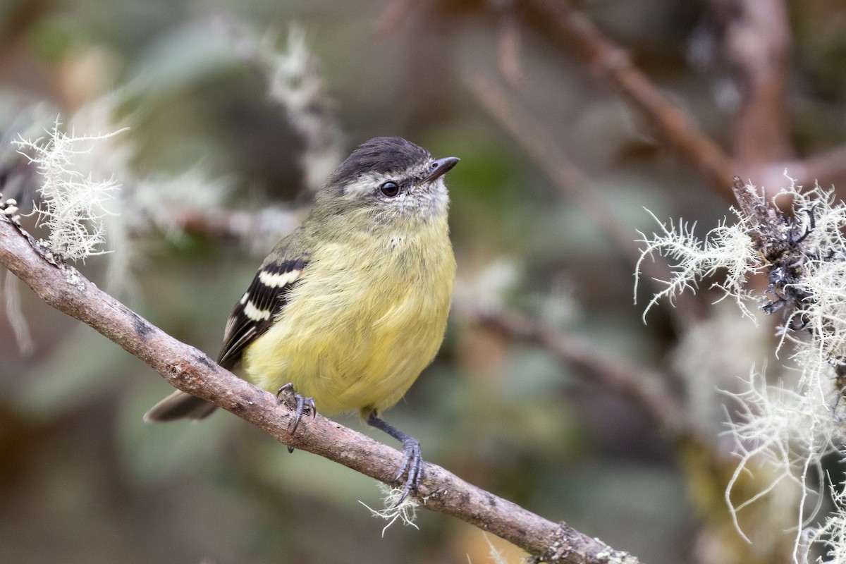 Black-capped Tyrannulet - ML83983351