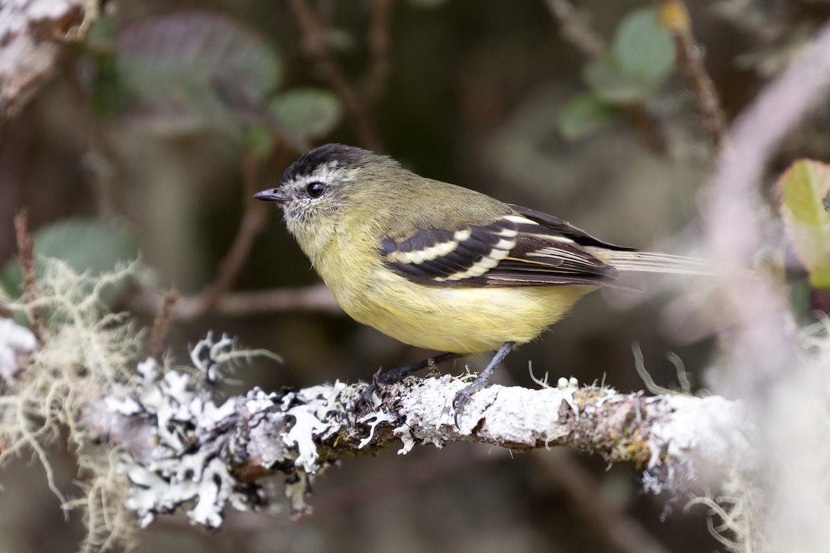 Black-capped Tyrannulet - ML83983361