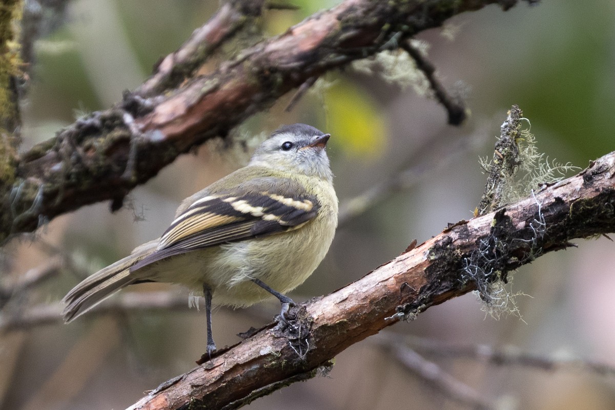 Black-capped Tyrannulet - ML83983371