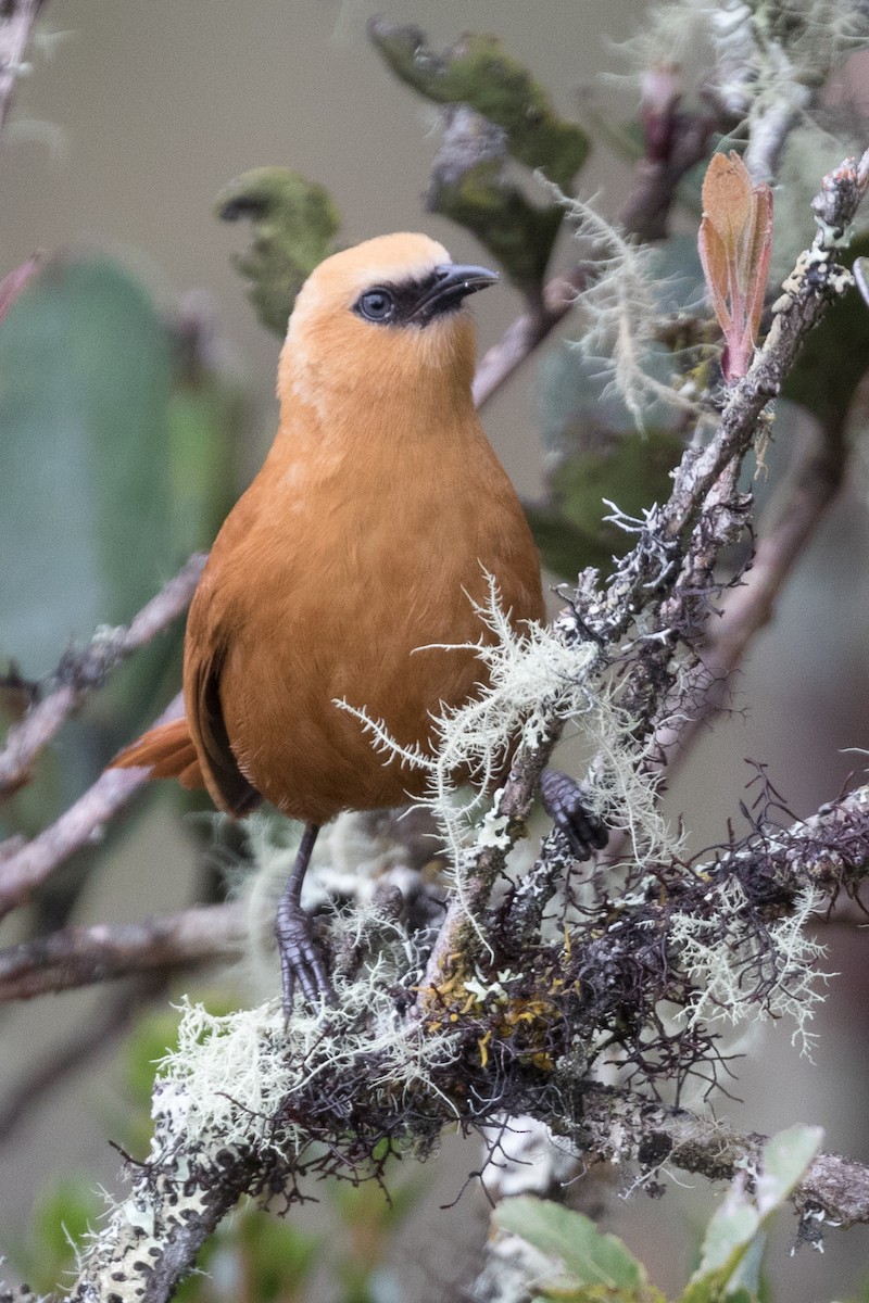 Rufous Wren - ML83983411