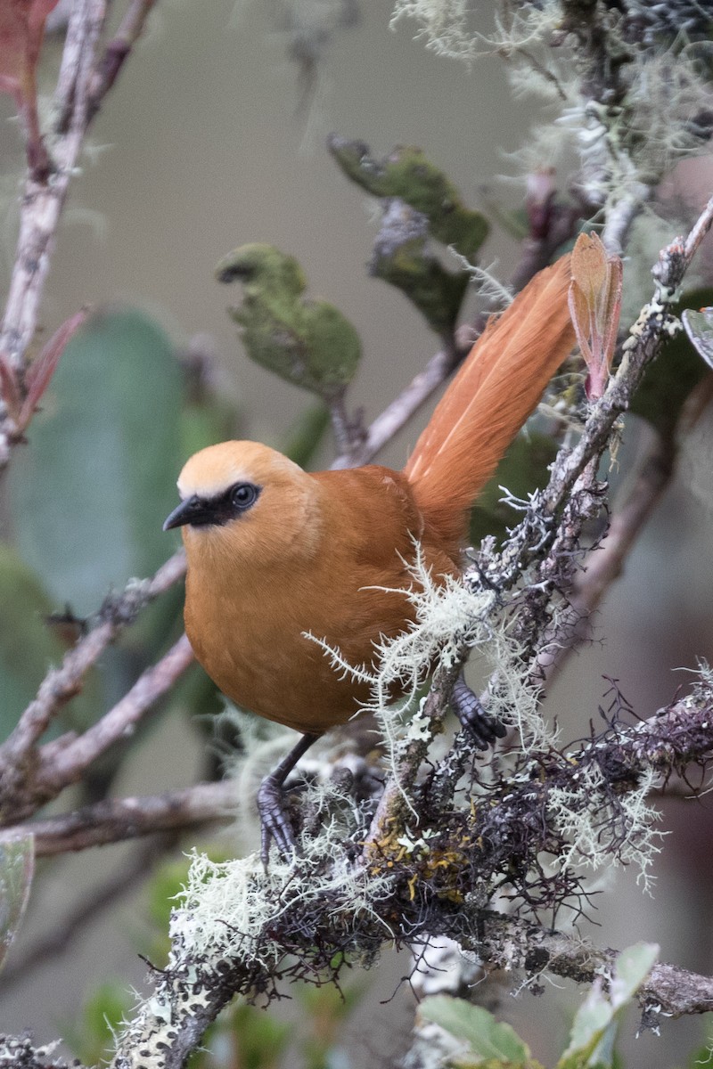 Rufous Wren - ML83983421