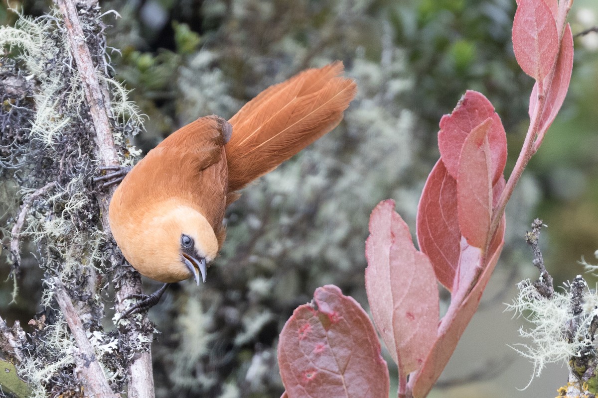 Rufous Wren - Rob Felix