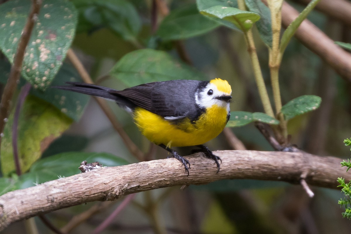 Golden-fronted Redstart - ML83983451