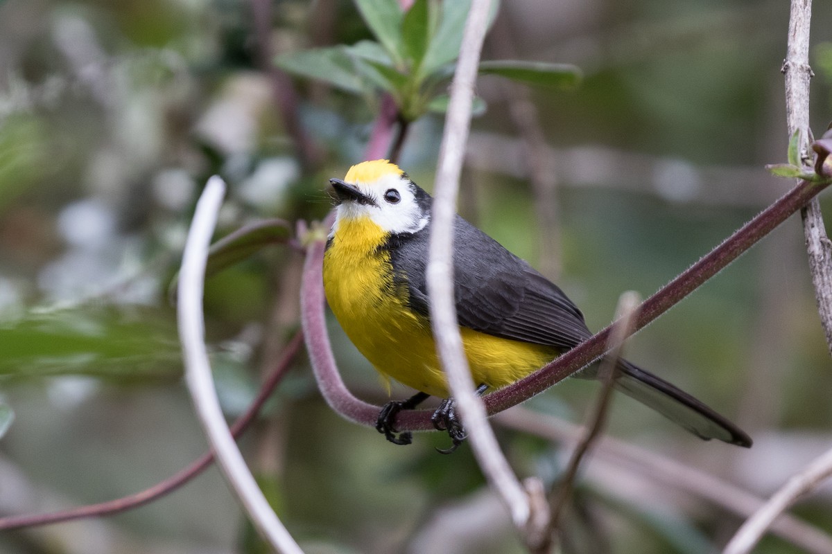 Golden-fronted Redstart - ML83983461