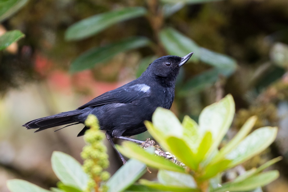 Glossy Flowerpiercer - ML83983551