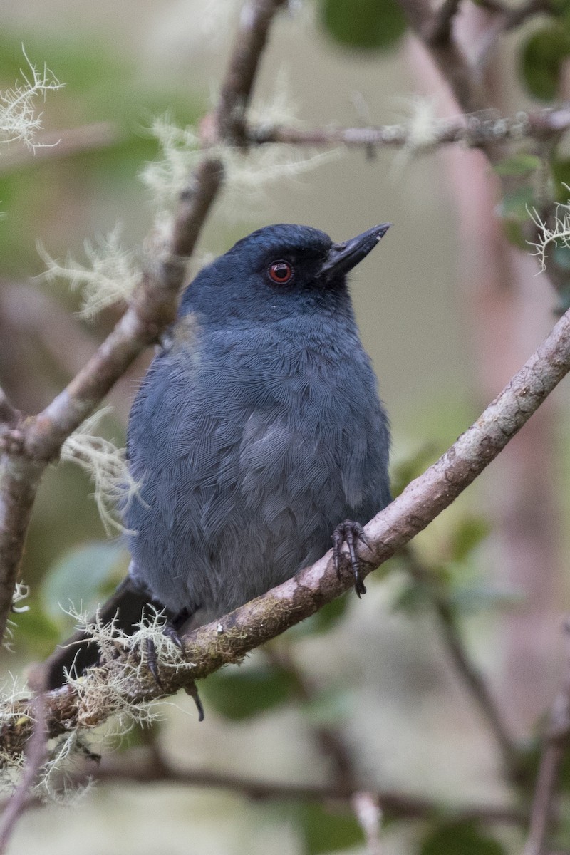 Bluish Flowerpiercer - ML83983581