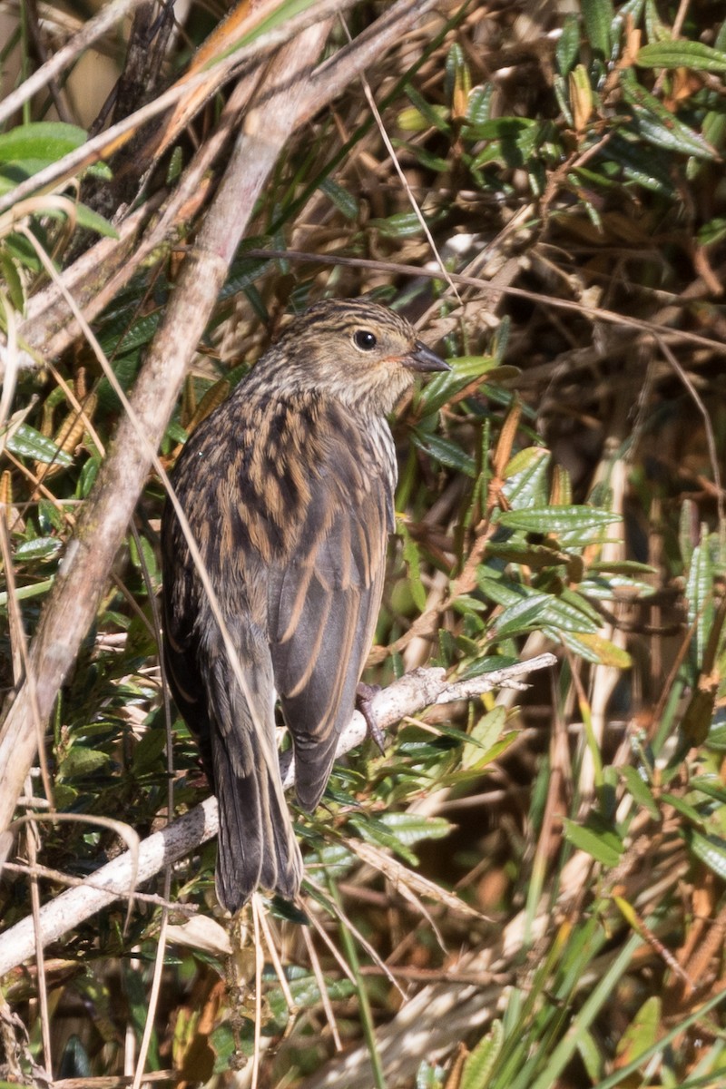 Plumbeous Sierra Finch - ML83983621